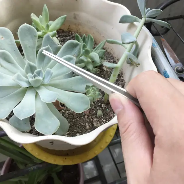 Kertészeti Gyökér Gereblye Tartós Talaj Sima Felület Kényelmes Bonsai Csipeszek Talajtenyésztő Eszköz - Image 3