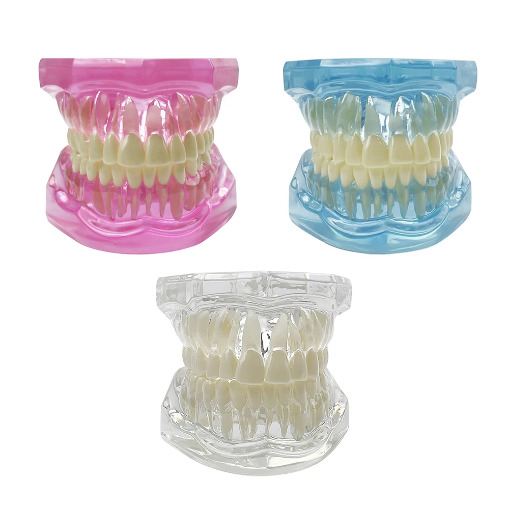 1개 일반 치과 모형 치아 치과 교육 모형 투명 블루 핑크 치과 교육 및 훈련 시연용