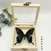 Real Butterfly Specimen,Frame,Butterfly Display Box,Set Up Stage for Children's Education,Popularization of Science,BirthdayGift 4