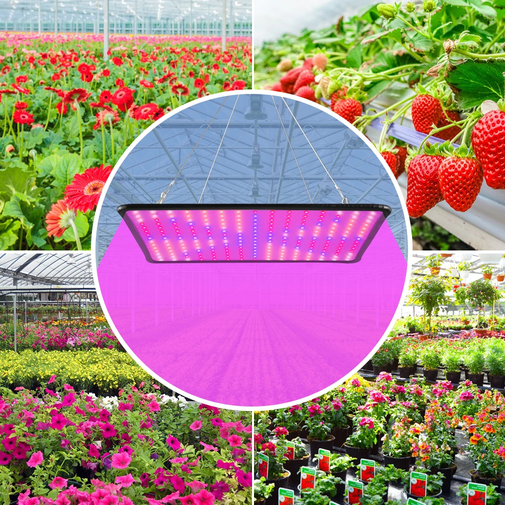 LED Grow Lights for Strawberries