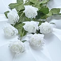 White rose