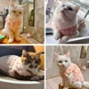 Autumn Winter Pet Cat Clothes Warm Fleece Sweatshirt Apparel For Small Medium Dogs Cats Costume Cozy Soft Kitten Puppy Clothing 3