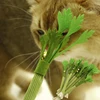 Cat Chew Toy Bite Resistant Interactive Kitten Teeth Cleaning Toy Cat Teaser Training Sound Toy Pet Supplies