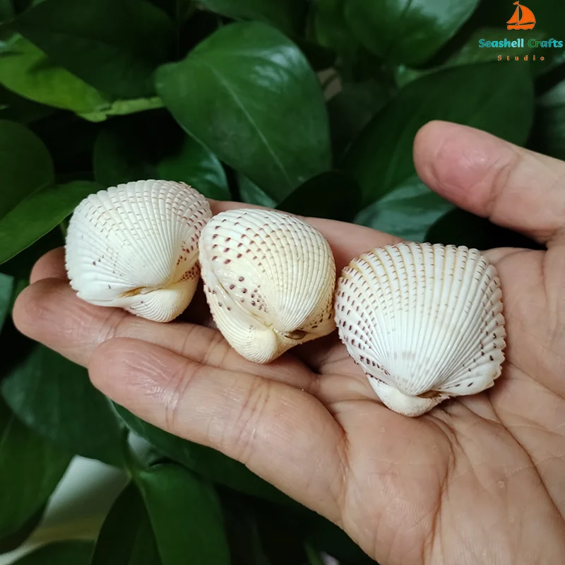 Pack of 10 cockle white seashells - genuine shells for decoration, crafts &  displays