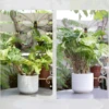 Metal Plant Climbing Bracket Flower Shaped Plant Holding Clip Green Plant Vine Climbing Golden Grapple Bracket 4