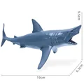 Ocean Animal-13