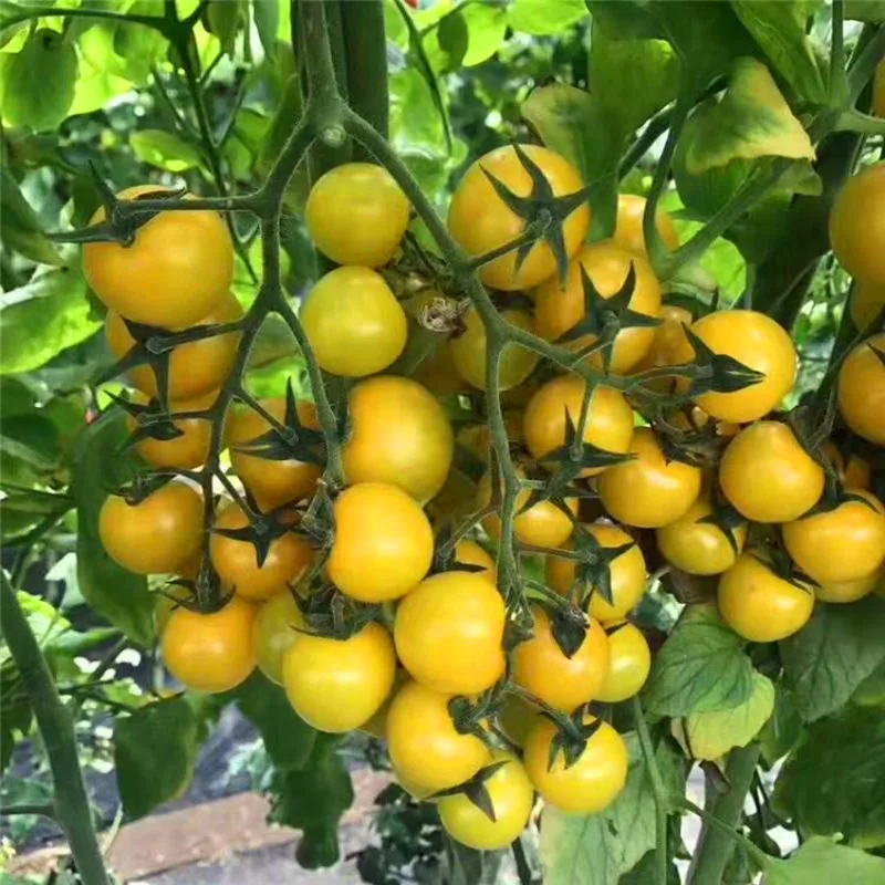 Urea 46% With Best Price Agriculture Urea 46% Nitrogen Fertilizer Prilled 250g Bag Market Price