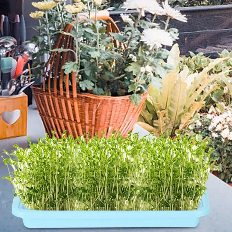 Plant Growing Trays Plant Tray Seedling Tray Propagation Tray Large Capacity Wheatgrass Grower Microgreens & Nursery Tray For 4