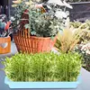 Plant Growing Trays Plant Tray Seedling Tray Propagation Tray Large Capacity Wheatgrass Grower Microgreens & Nursery Tray For 4