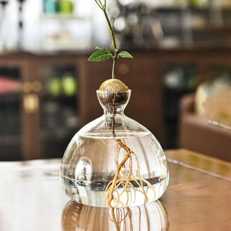 Avocado Seed Starters Vase Avocado Vase for Growing Avocado Seed Growing Kit Plant Glass with Stickers Gift for Gardening Lovers 4
