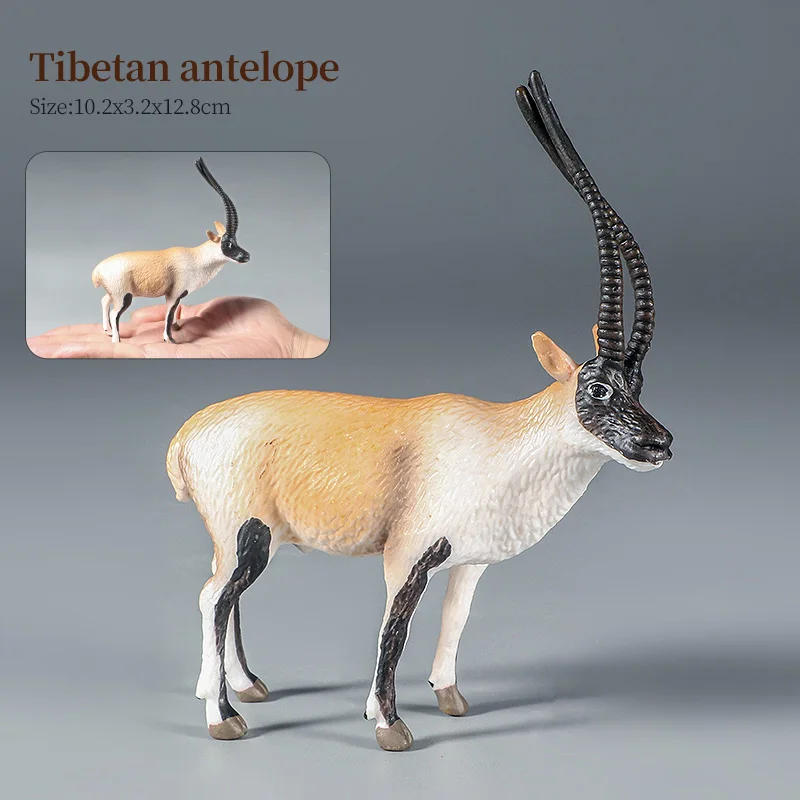 Animal-9