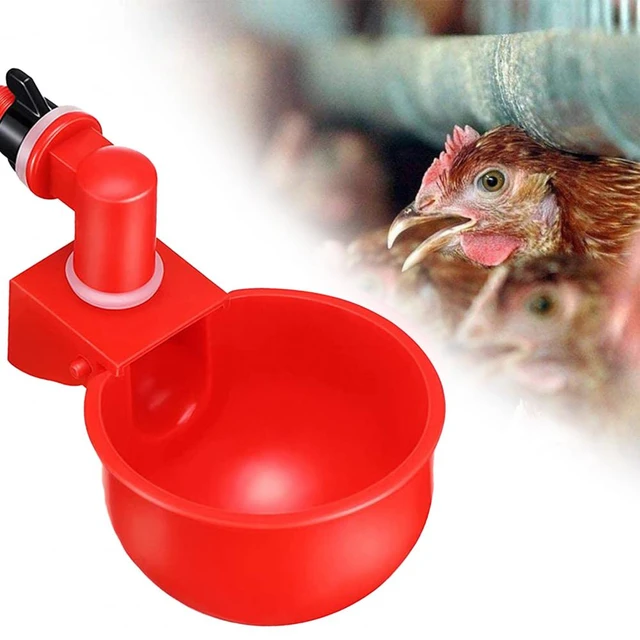 Pollo automatico abbeveratoio galline uccelli di quaglia bere ciotole acqua  pollaio pulcino capezzolo bevitori pollame per le forniture di animali -  AliExpress