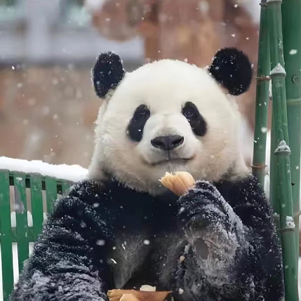 Panda Meng Lan Store