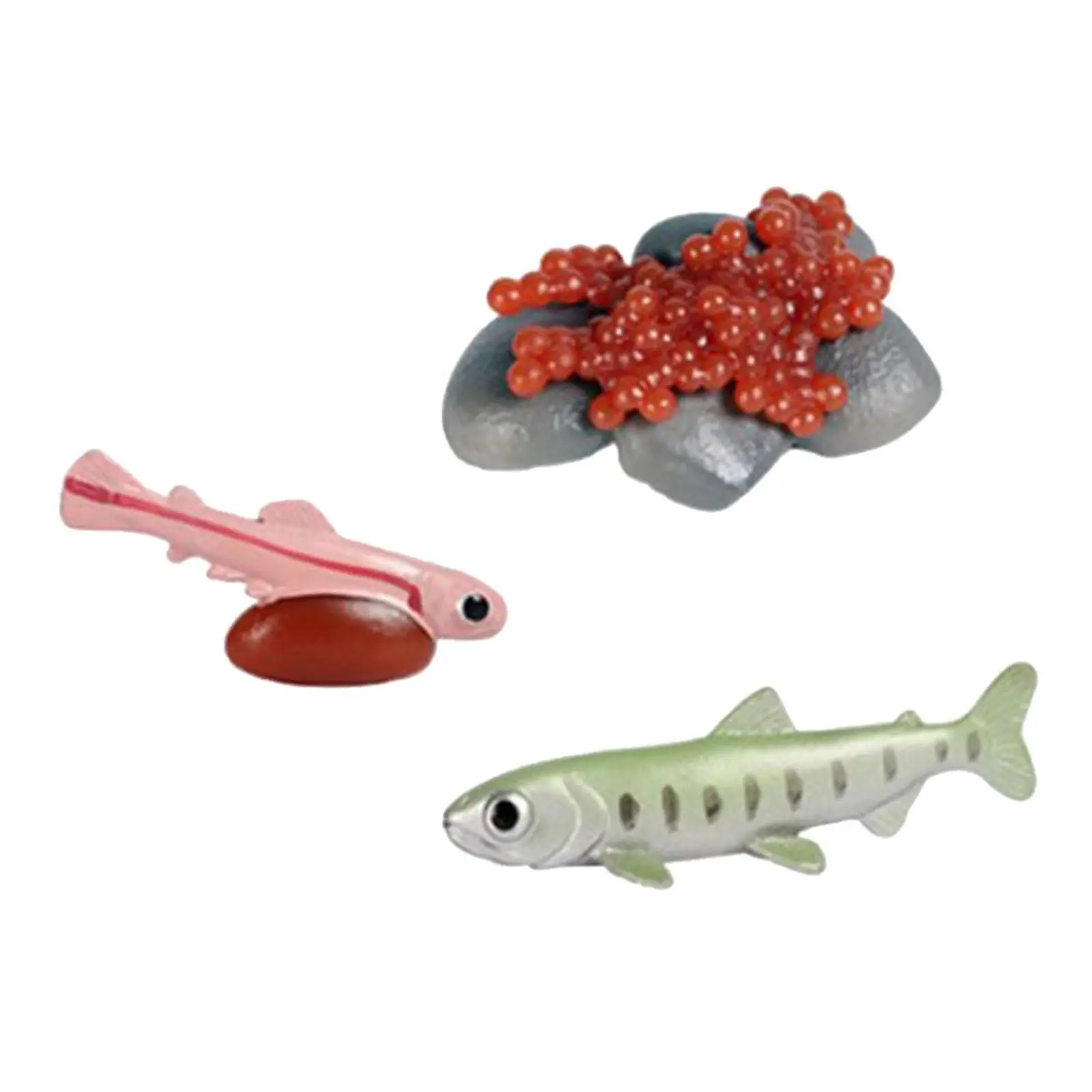 Life Cycle of Salmon Toys Puzzle Science Teaching Materials Animal Growth Cycle Set Preschool Daycare Role Play Birthday Gifts