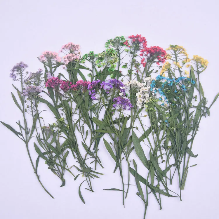 

1000pcs Alyssum On Stem Dried Pressed Flower Manufacturers For Dry Flower Painting Decoration