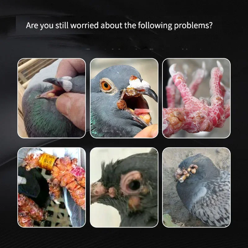 Pox Likang pigeon, homing pigeon, parrot, bird removal pigeon pox