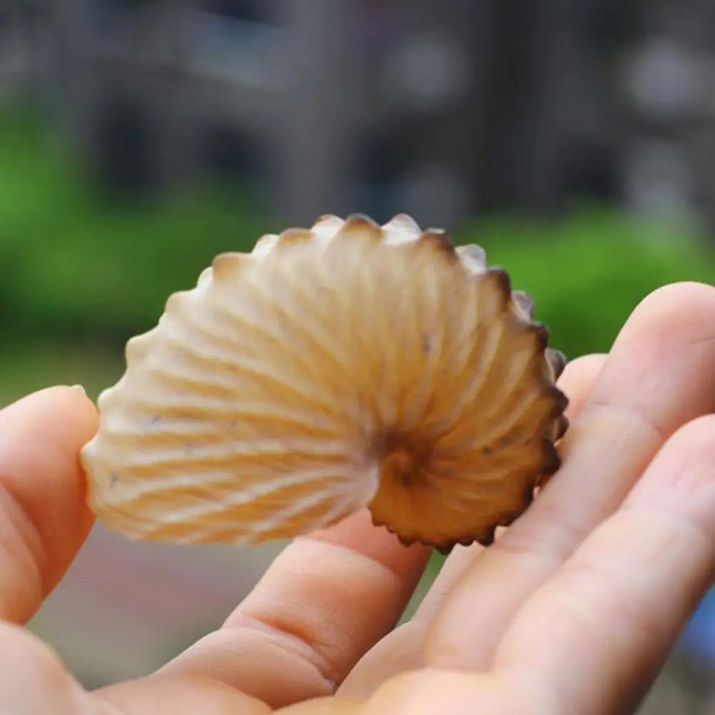 5cm Natural Conch Marine Terraces Wall Decoration Coral Large Gifts Snail Collection S Conch Sea Specimens Octop X8e7 natural shell ornaments