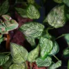 1pcs Home decoration with suction cup, simulation plant reptile box decoration, landscape viewing, aquarium 5