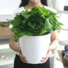 Self-Watering Flowerpot 5