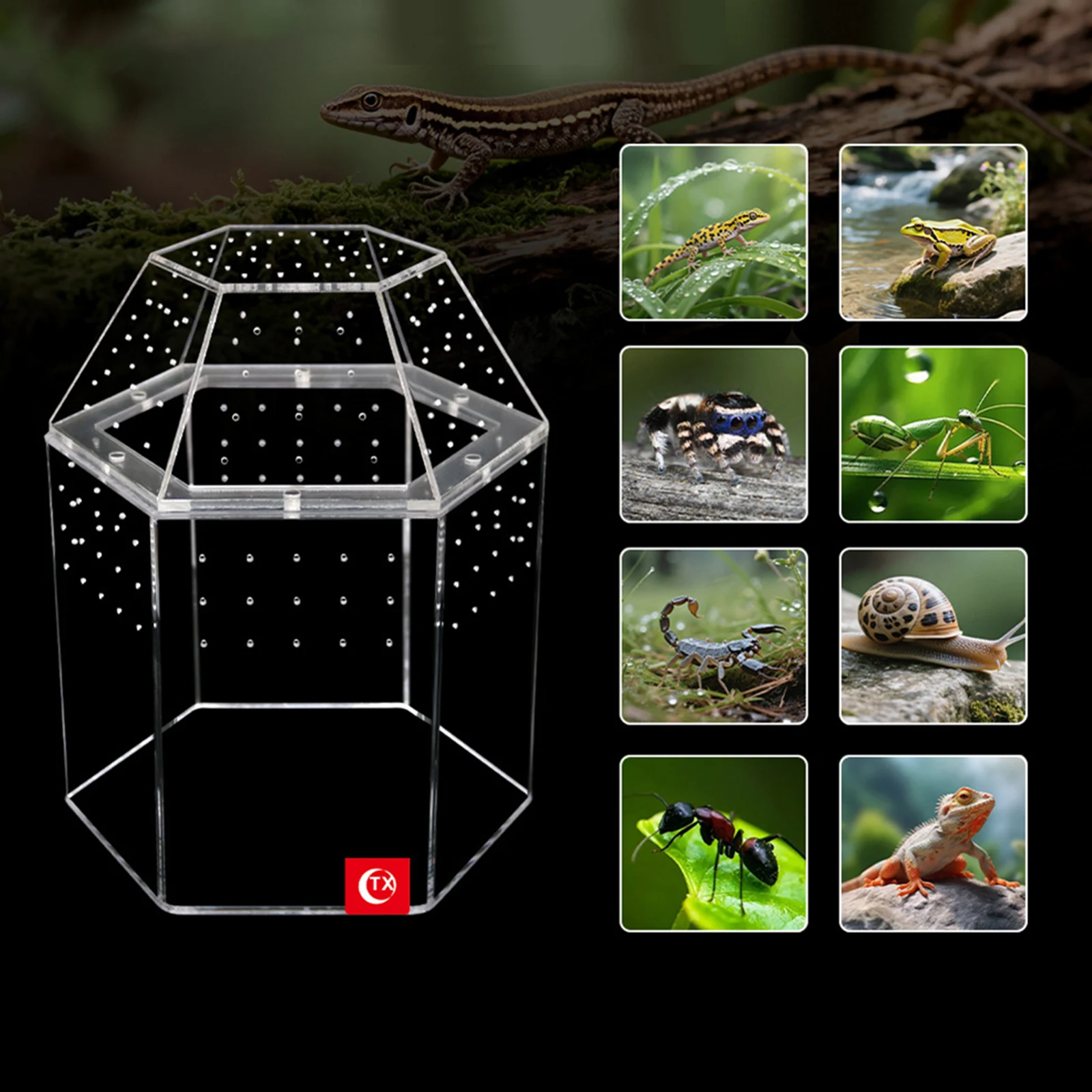Terrarium Habitat Acrylic Bug Terrarium Full Transparency Mini Tarantula Enclosure All-Side Ventilation for Frog Crickets Snails
