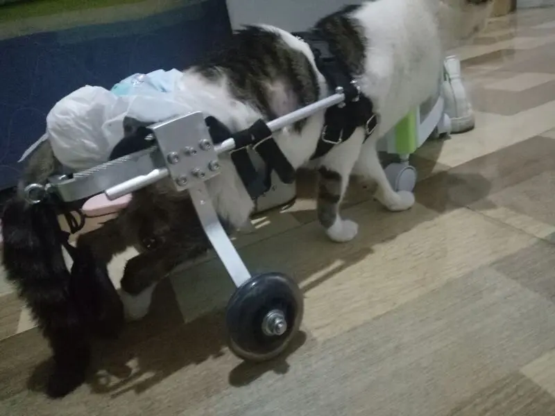 Cat wheelchair paralyzed cat scooter disabled cat assisted hind limb exercise car broken leg dog pet car pet wheelchair