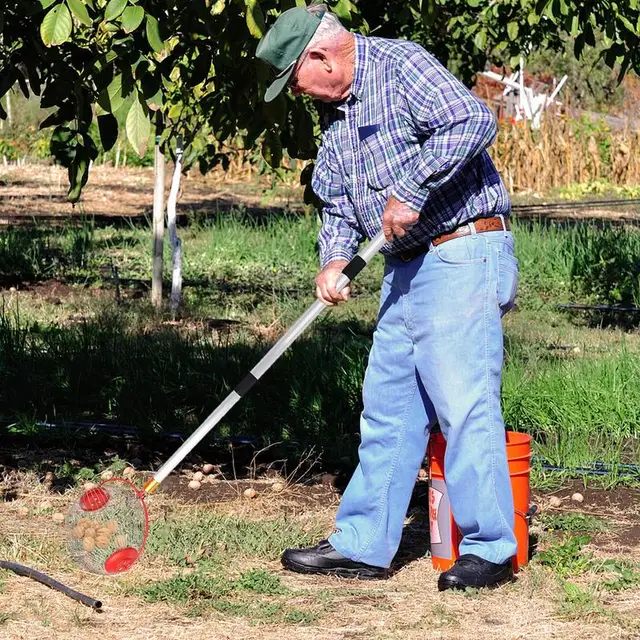 Diógyűjtő Anyaválasztó Gördülő Makk -Válogató Felső Diófélék Dió Gyűjtő Harvester Gyümölcsszedő Teleszkópos Fogantyúval - Image 5