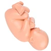 Human Pregnancy Fetal Development 9Th Month Embryonic Pelvic Model Fetus Foetus Pregnancy Anatomy Of The Placenta Model 5