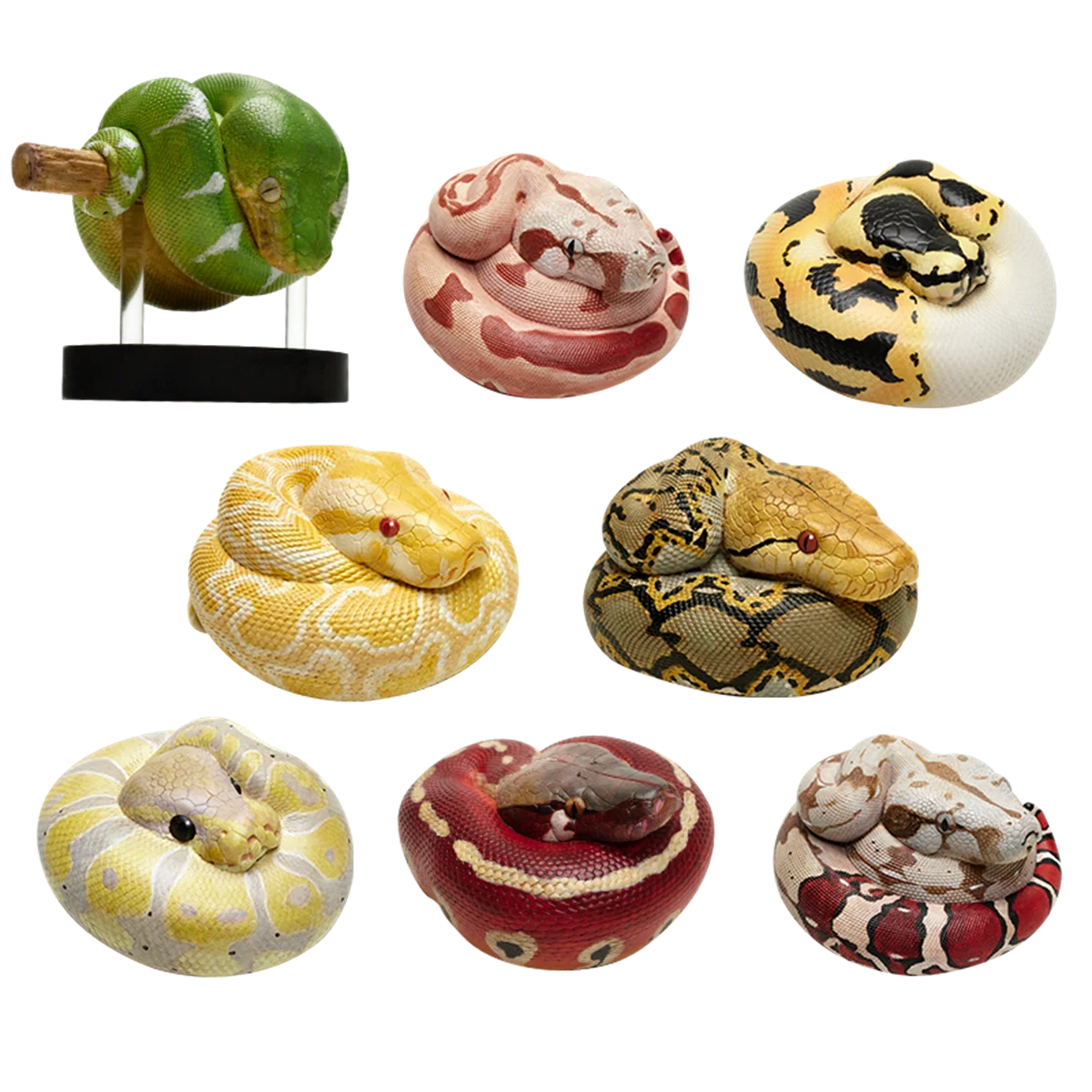 

Animal Planet Figure Box Python Bivittatus Reticulatus Emerald Tree Boa Constrictor Ball Python Model Decor Adult Kids Gift Toys