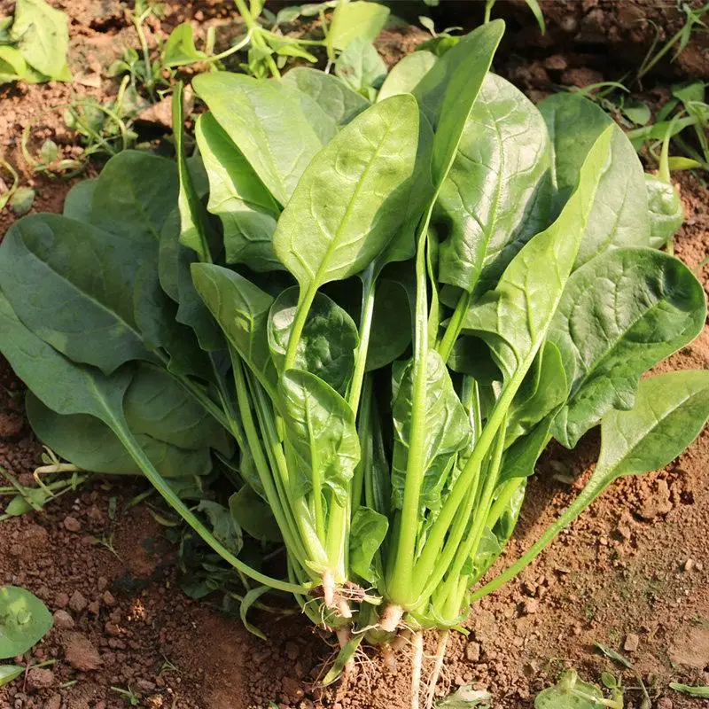 100Pcs Spinach