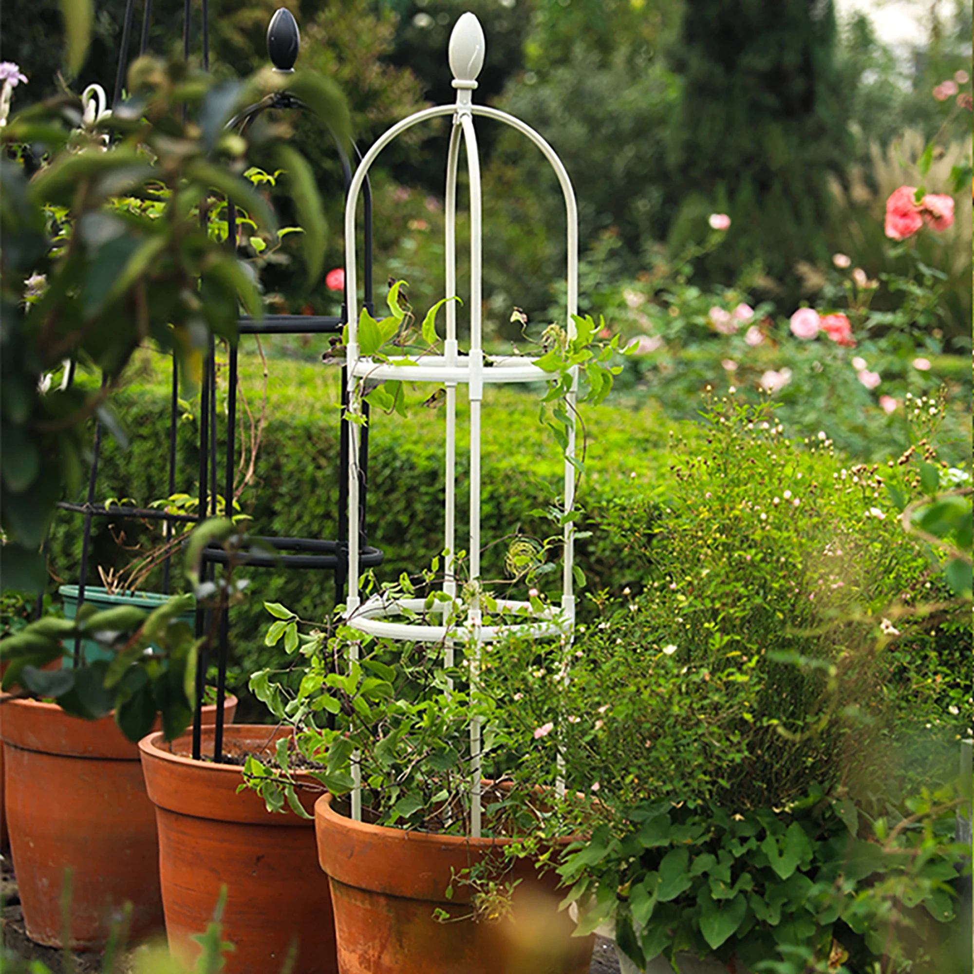 Bougainvillea Can Be Trained On A Trellis Or A Tomato Cage, As Both Provide The Necessary Support Structure For This Climbing Vine To Grow Upwards And Maintain Its Desired Shape; However, A