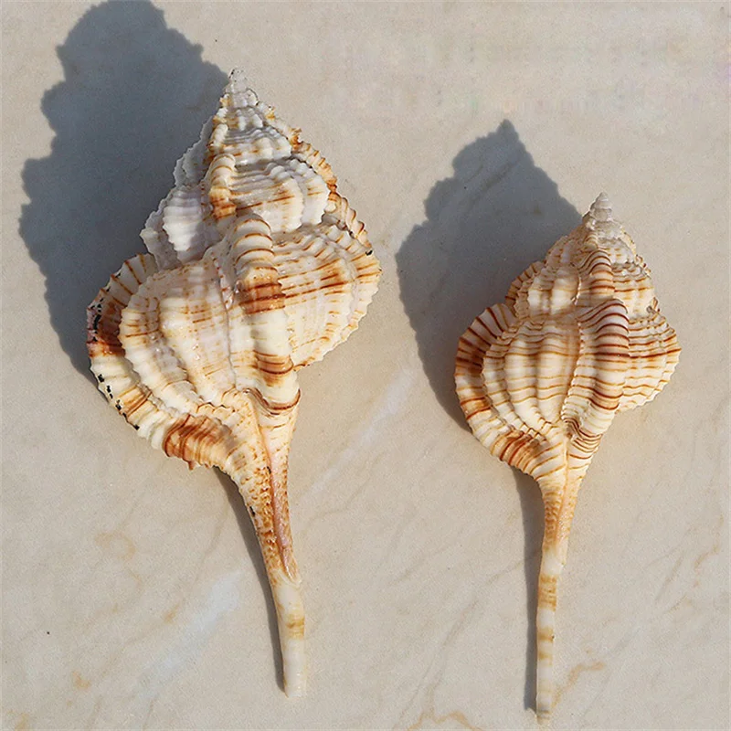 150 Stück Nautisch Natürliche Muscheln Handwerk Aquarium Conch Ornament Dekor 