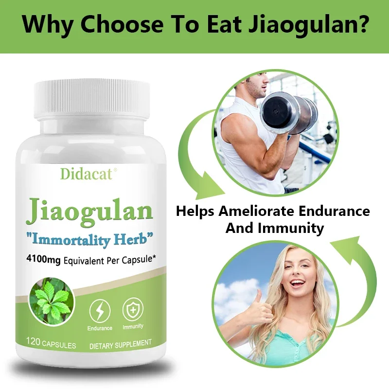 Jiaogulan Supplement Antioxidants Metabolism Mitochondrial Support