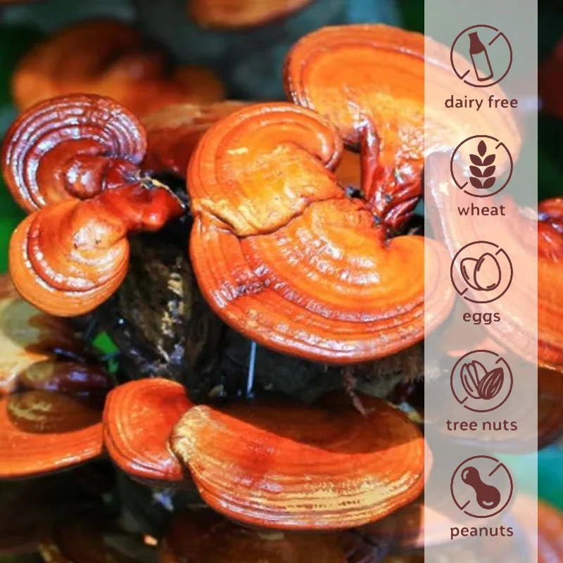 Reishi Capsules Reishi Extract Helps with Longevity Mood Sleep and Immune Support Vegan Supplement Non-GMO