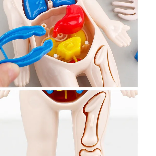 Kid Montessori 3D Puzzle Human Body Anatomy Model Educational Learning Organ Assembled Toy Body Organ Teaching Tool For Children 5