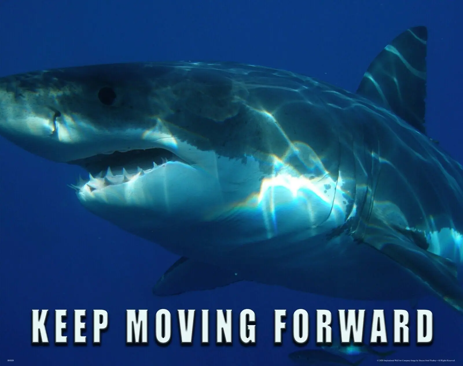 

Shark Keep Moving Forward Motivational Art Canvas Poster for Living Room Decoration Home Wall Decor Decorative Picture