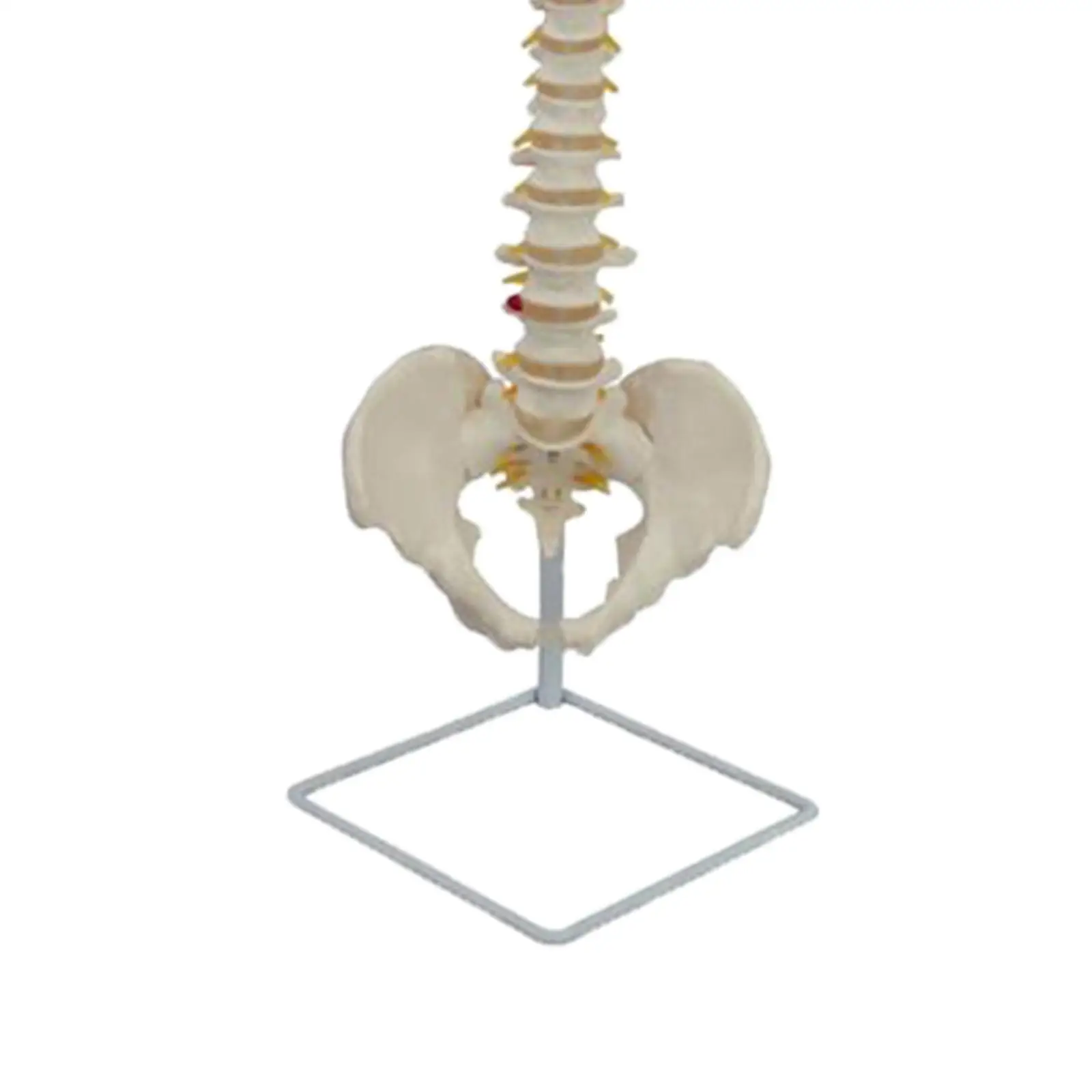 Life Size Vertebral Curve Model,PVC Human Spine Model, Flexible Human Spinal Column for Classroom Human Study