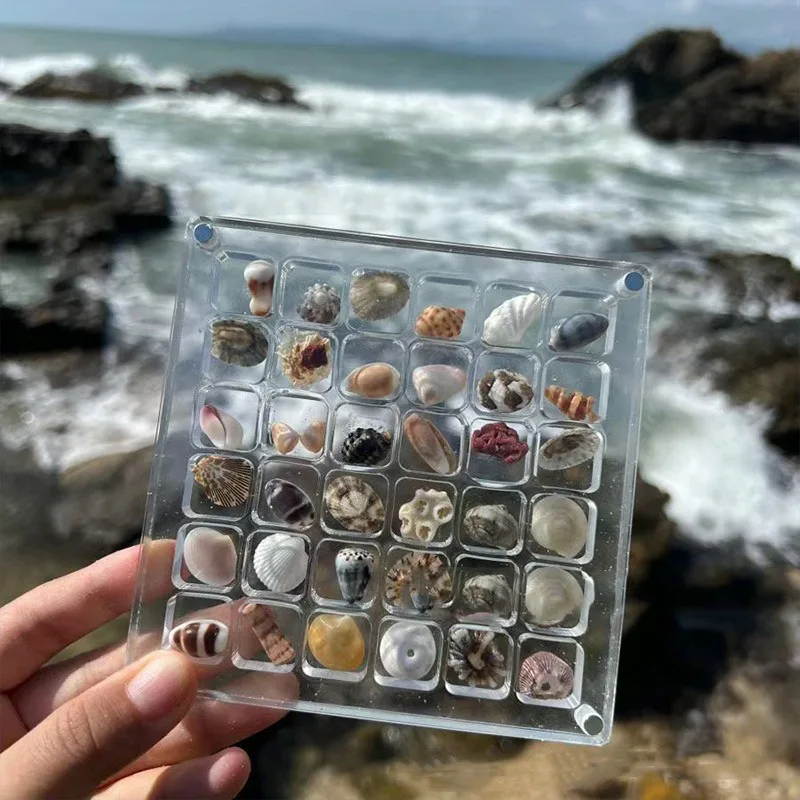 Acrylic Magnetic Marine Shell Display Box Organizer Starfish Ornament