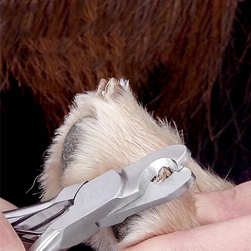 Pet Cat Dog Nail Clipper Cutter Sickle Stainless Steel Grooming Scissors Clippers Claws pet nail clipper pet nail scissors