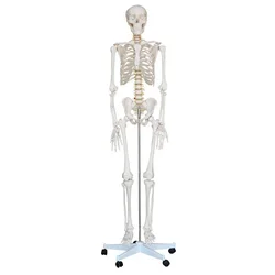 Modelo de esqueleto humano (170cm de alto), juguete de ciencia, decoración, enseñanza, división, anatomía