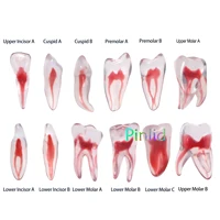 Dental RCT Endo Training Teeth Model 3D Curved Root Resin 12 Size 1:1 Endodontic Education Cavity 1