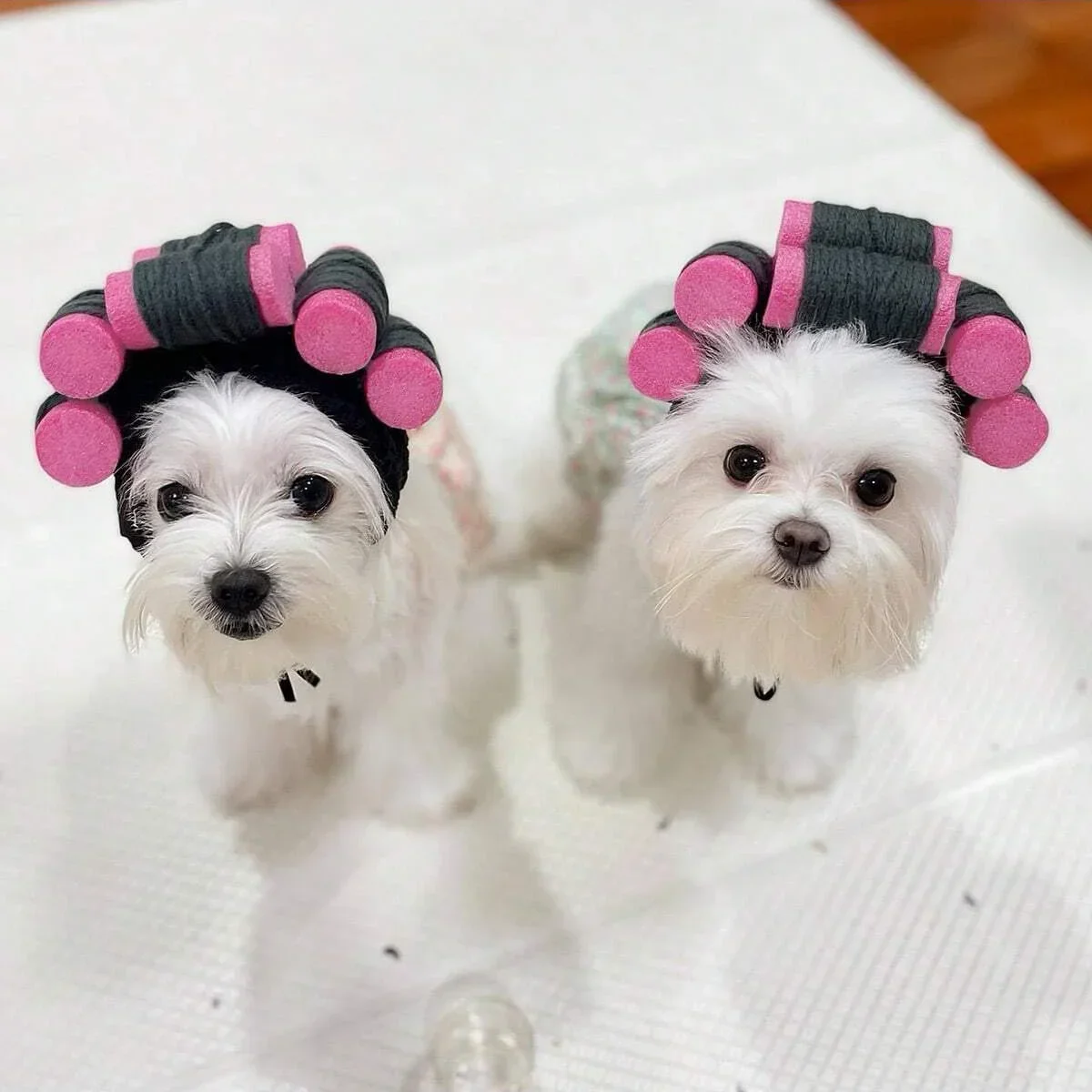 1pc-Cute Cat Clothing Curly Hat for Small Pets