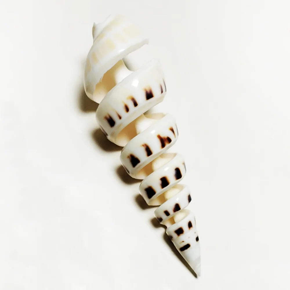 Conch Shell Decoration 15cm Big Terebra Shell Genuine Bamboo Ladder-shaped Seashells Ocean Conch for Home Wedding Furnishing Pieces Gifts DIY