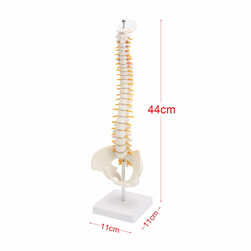 

45cm Anatomical Skeleton Human Spine with Pelvic Anatomy Spinal Column Model Medical Learning Teaching Supplies and Equipment