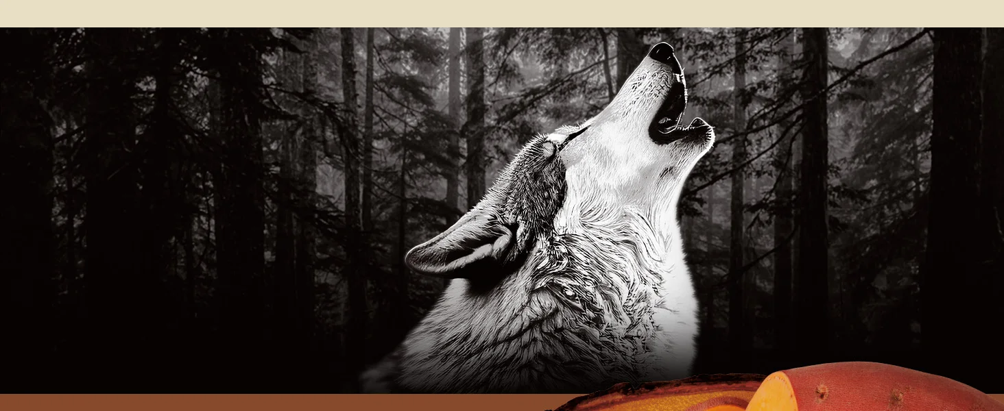 Photo of a wolf howling