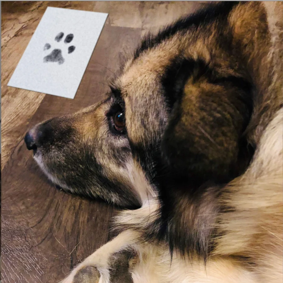 Pet Print Kit Ink Pads Pet Handprint And Footprint Photo Frame Kit Clean Touch Ink Pad To Create Pet Hand And Foot Prints Shower Gifts for Registr