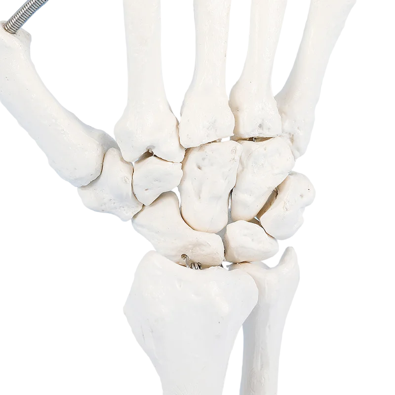 1:1 Size Human Hand Joint Model Hand Skeleton Bone Wrist Vola Palms Skeleton Model Medical Science Teaching Supplies