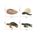 Life Cycle Set D