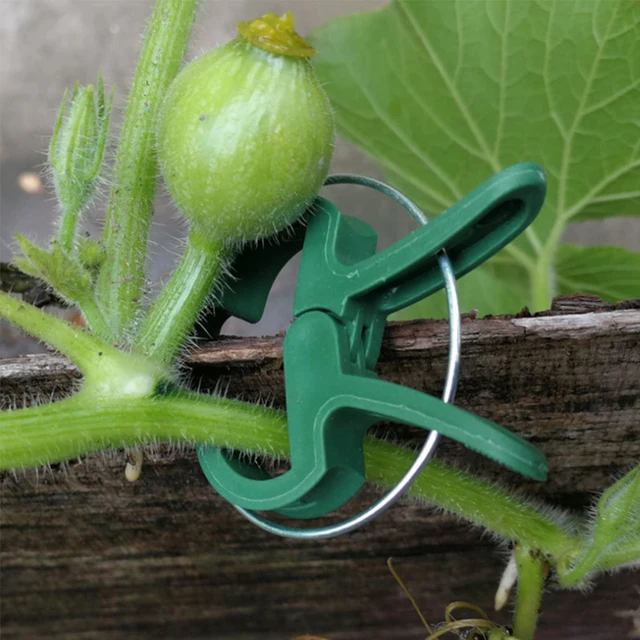 Növényi Klipek Oltó Tétek Csatlakozói Klip Újrahasznosítható Növény Rögzített Zárójele A Kertészeti Zöldségek Szárának Támogatásához - Image 3