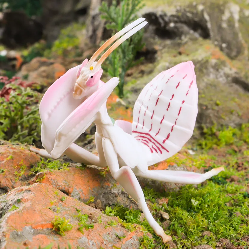 Wild Insect Animals Model Mantis Grasshopper Butterfly Bee Beetle Action Figures PVC Science Education Collection Kid Toy