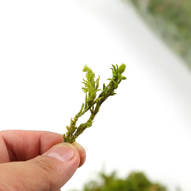 30g/bag 60g/bag Building model materials,green moss, turf, microscape, handmade DIY materials, home decor. miniatures 5
